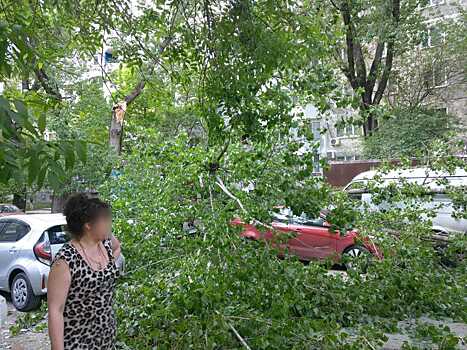 На Западном в Ростове большое дерево упало на машины и ларек