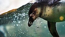 В Московском зоопарке пингвины открыли купальный сезон