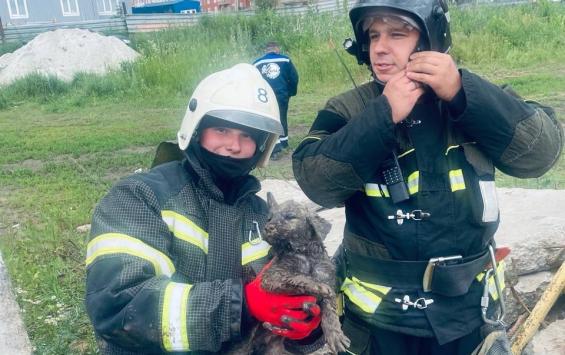 Курские спасатели вызволили щенка, попавшего в ловушку под плитой