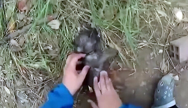 Мужчина спас щенка, сделав ему искусственное дыхание. Видео из Вьетнама