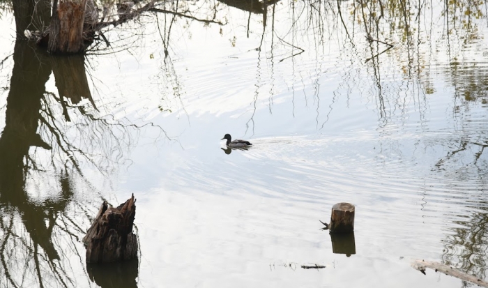 В Волгоградской области 25 марта открылся сезон охоты на птиц