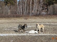 Собаки задавили двух краснокнижных дзеренов в Кыринском районе