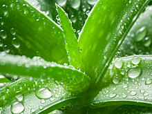 Это чудо-растение поможет от неизлечимой болезни