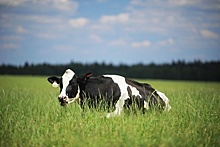 Строительство крупной молочной фермы начнется в ближайшее время в Зарайске
