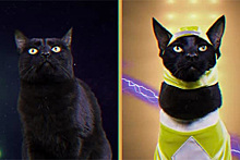 Коты «спародировали» сцену из сериала «Могучие рейнджеры»