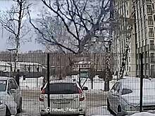 Коммунальщики хотели убрать опасное дерево и уронили его на машину россиянина