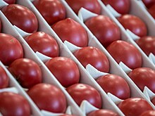 Поставки турецких томатов в Россию могут возобновиться уже 1 ноября