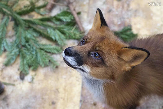 Эксперт объяснил нахождение диких лис в Москве