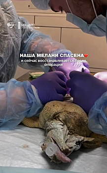 В ростовском парке ветврачи провели кесарево сечение игуане
