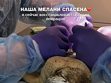 В ростовском парке ветврачи провели кесарево сечение игуане