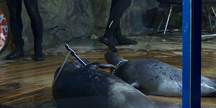 Три именинника: тюленям из океанариума Петербурга исполнилось 15 лет