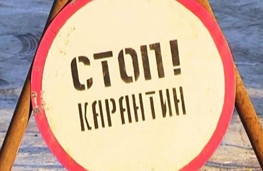 Из-за вируса карантин по бешенству животных объявили в Серпухове