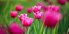 Почти 10 тысяч тюльпанов и других весенних цветов покажут "Аптекарском огороде"
