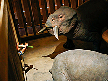 Вера крепчала.  Откуда в США появились музеи с динозаврами в Ноевом ковчеге и почему это никого не смущает