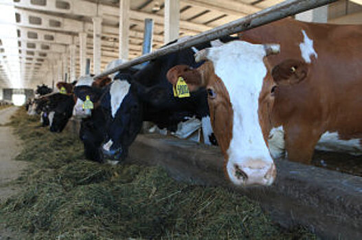 К 2024 году экспорт сельхозпродукции из ДФО вырастет в 1,6 раза