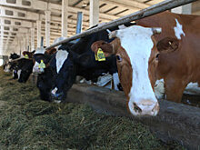 К 2024 году экспорт сельхозпродукции из ДФО вырастет в 1,6 раза