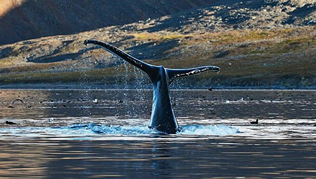 Чукотка будет отстаивать сохранение квоты на добычу китов аборигенами