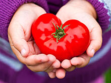 Обзор сердцевидных томатов: лучшее признание в любви садоводам