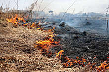 Депутат Чаплин: при сжигании прошлогодней травы выделяется опасный диоксин
