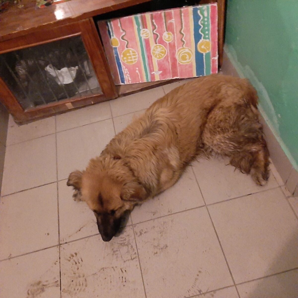 Подстреленной в районе цирка собаке ищут временный дом в Саратове