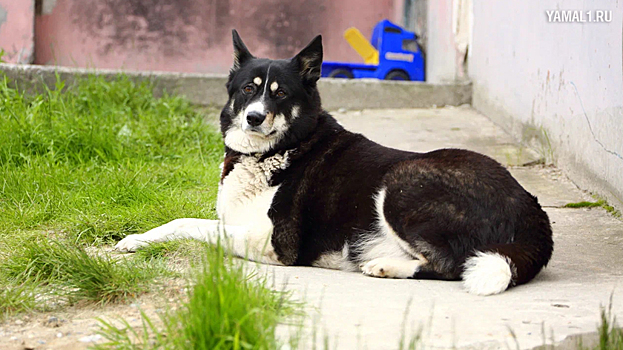 «Отлавливают всех подряд»: в Тазовском стали пропадать уличные собаки
