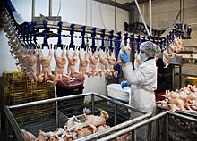 Крупному производителю мяса птицы грозит банкротство