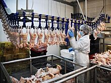 Крупному производителю мяса птицы грозит банкротство