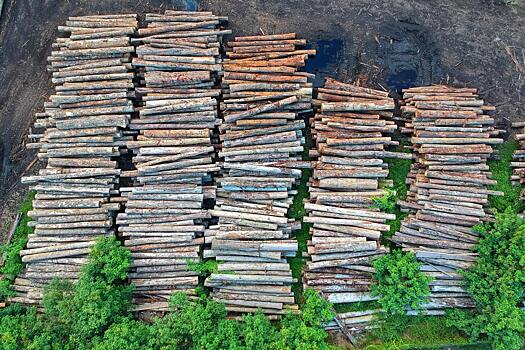Из России стали вывозить больше древесины