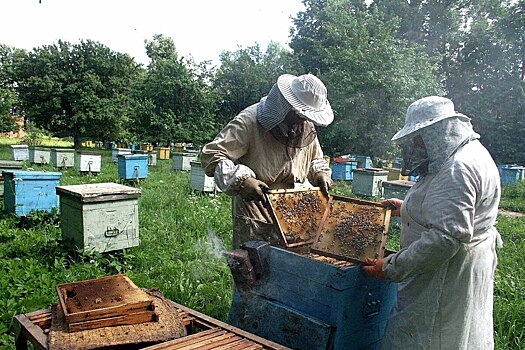 Пчеловод со стажем погибла после нападения роя собственных пчел