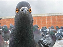 В Ноябрьске флэшмоб голубей напомнил жителям города ПДД