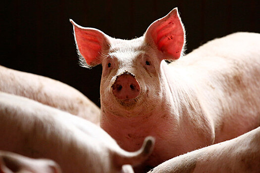 Хирурги провели первую пересадку свиной почки человеку