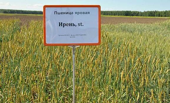 Ирень возглавила десятку сортов-лидеров в рейтинге яровых пшениц в России