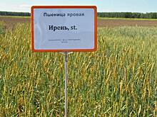 Ирень возглавила десятку сортов-лидеров в рейтинге яровых пшениц в России