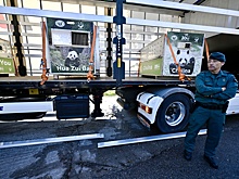 Китай забирает своих панд из Мадрида