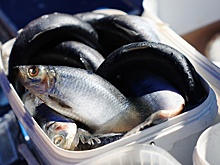 Названа самая любимая у россиян рыба