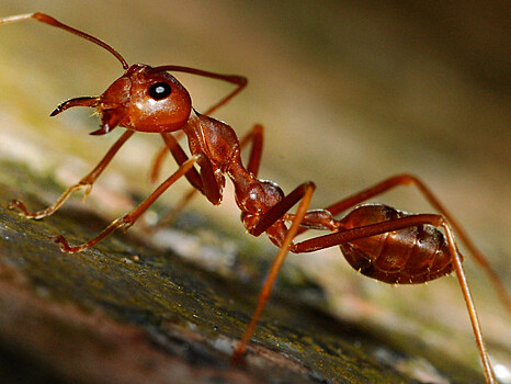 Почему укус рыжих муравьев больше всего вредит детям