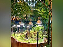 Пальмовая оранжерея "Аптекарского огорода" временно закроется с 22 декабря