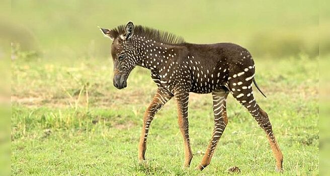 В Кении родилась зебра «в горошек»