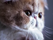 Ученые: кошачьи паразиты заставляют людей совершать ошибки в бизнесе