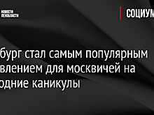 В Петербурге зажгли праздничные огни на главной городской ели