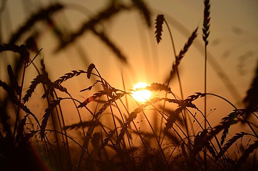 В Беларуси намолочено более 7,5 миллионов тонн зерна