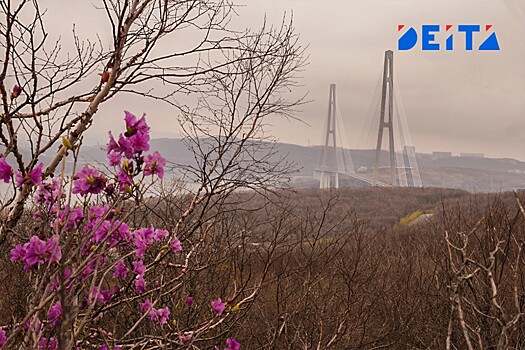 Прокуратура Владивостока разбирается с самозахватом земли на Русском острове