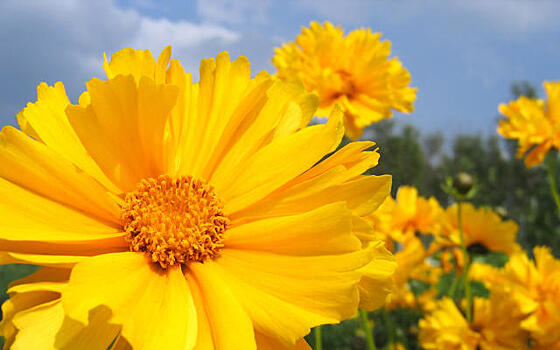 Кореопсис: летний цветок в осеннем саду