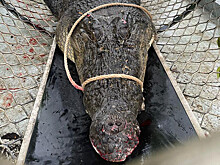 Трехногий крокодил съел двух собак и попался охотникам