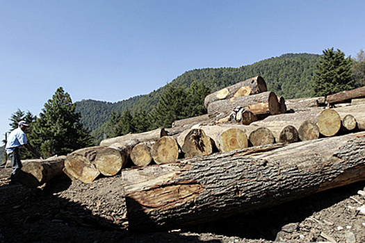 Пожары вызвали нехватку древисины в мире