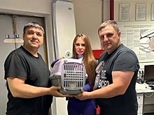 После недели поисков во Внуково нашли кота, который не захотел улетать в Якутск