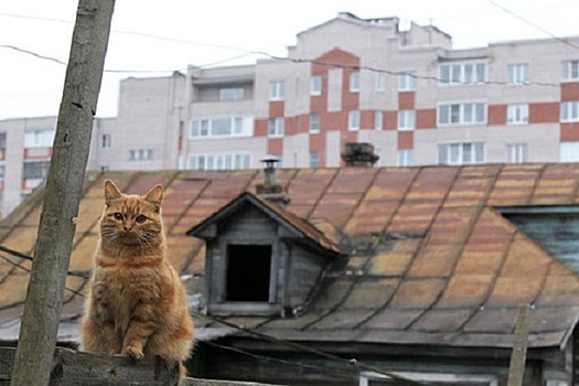 На Украине займутся подсчетом котов
