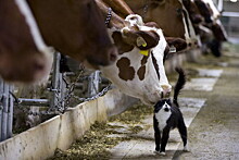 Производители молока попросили правительство помочь с навозом