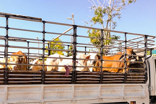 Россия активно наращивает экспорт живого скота &ndash; Россельхознадзор