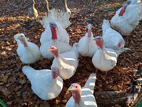 Тамбовщина может стать первой в России по производству индейки